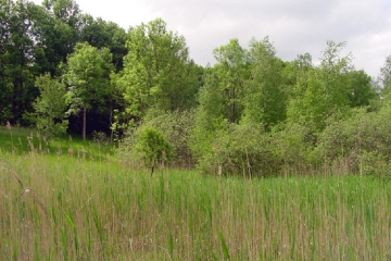 Fläche 2: NSG Kalktuffgelände, Kalktuffhang (Blankenfelde) 