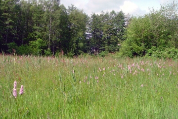 Fläche 3: NSG Kalktuffgelände, Orchideenwiese (Blankenfelde)