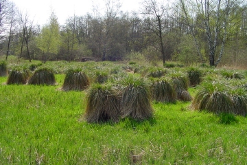 Fläche 7: Solquellweg am ehemaligen Großen Hermsdorfer See (Hermsdorf)
