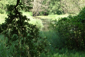 Fläche 8: Fließtalstraße (Waidmannslust)