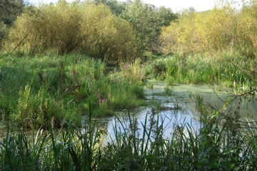 Fläche 9: Egidysteg (Waidmannslust)