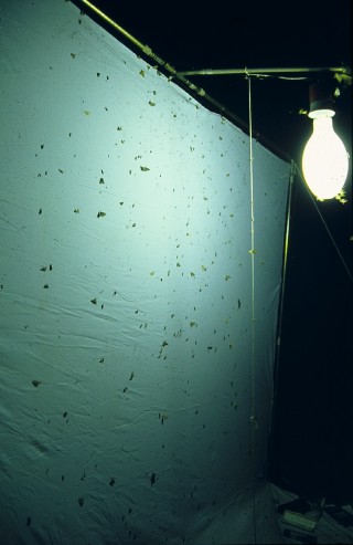 Lichtfang auf Wiese 1