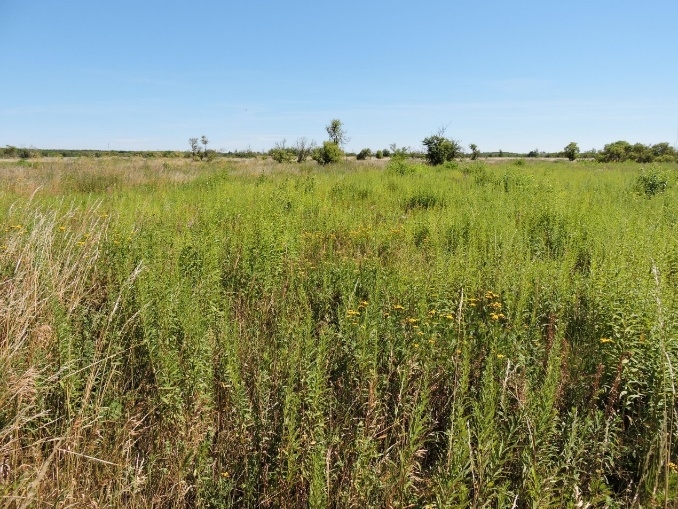 Bewachsene Rieselfeldflächen