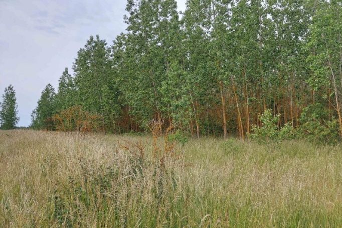 Reste einer Kurzumtriebsplantage