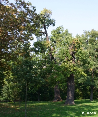 Schlosspark Niederschönhausen mit Heldbockeichen