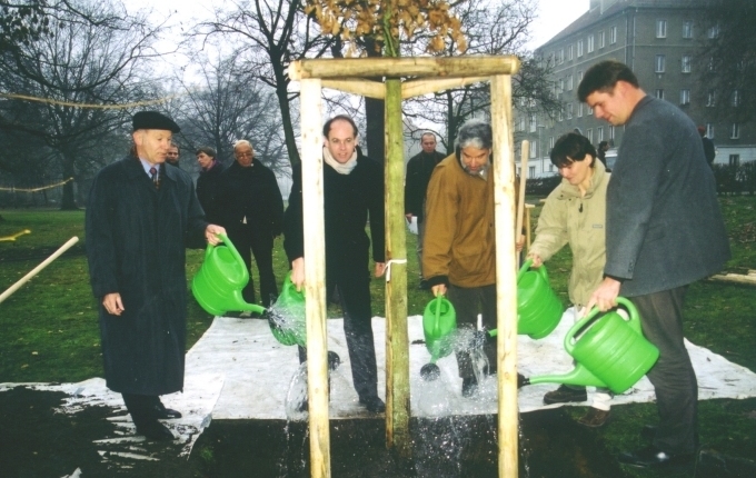 Pflanzung einer jungen Eiche